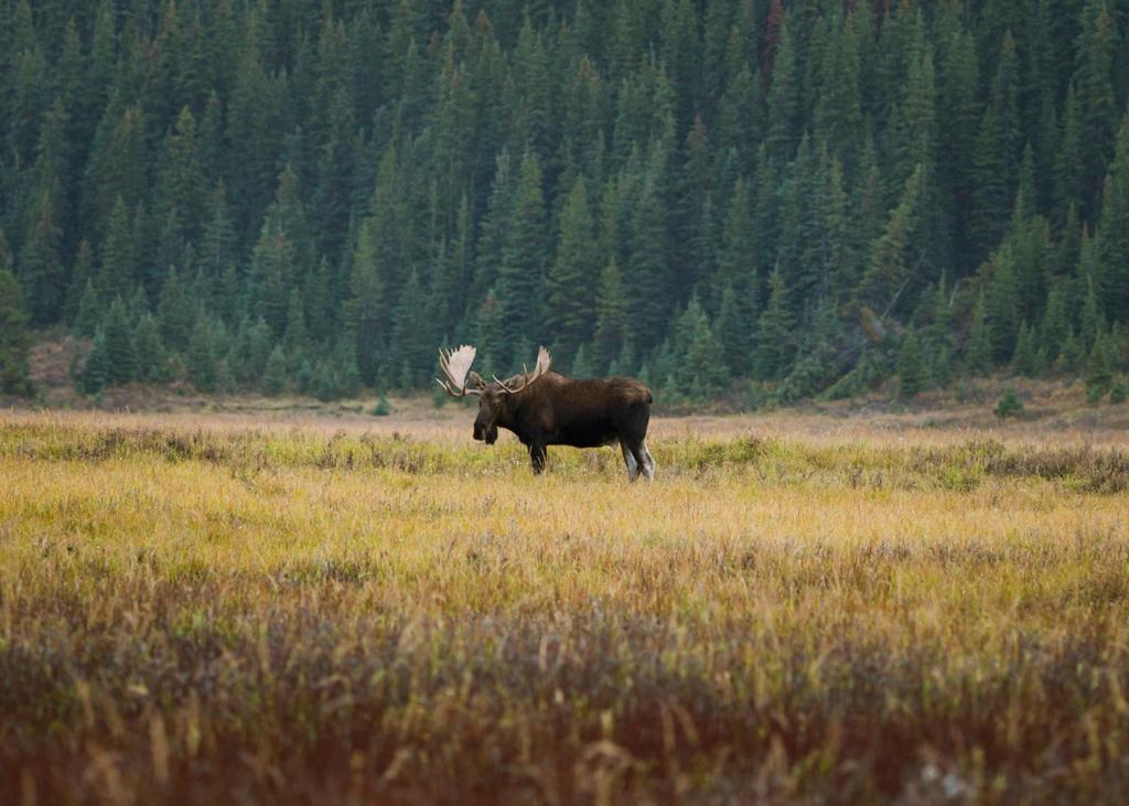 A Bear And Bison Country Inn Кенмор Екстер'єр фото