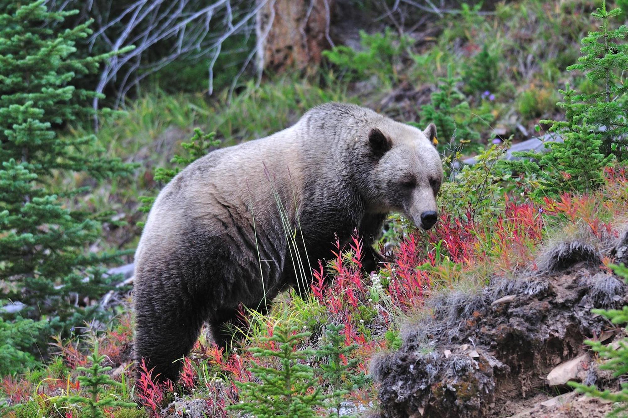 A Bear And Bison Country Inn Кенмор Екстер'єр фото