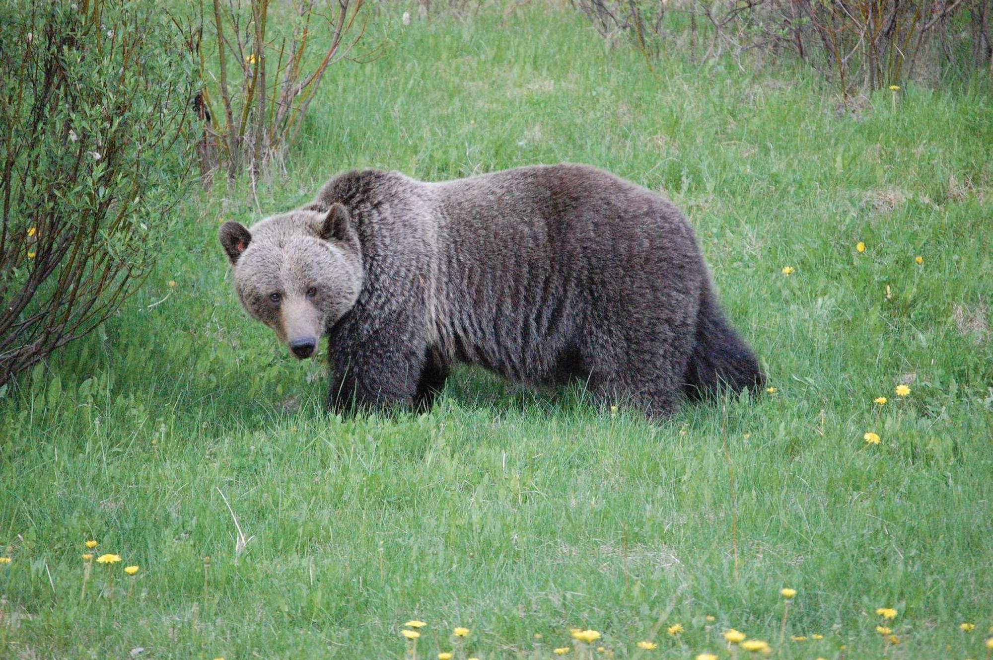 A Bear And Bison Country Inn Кенмор Екстер'єр фото